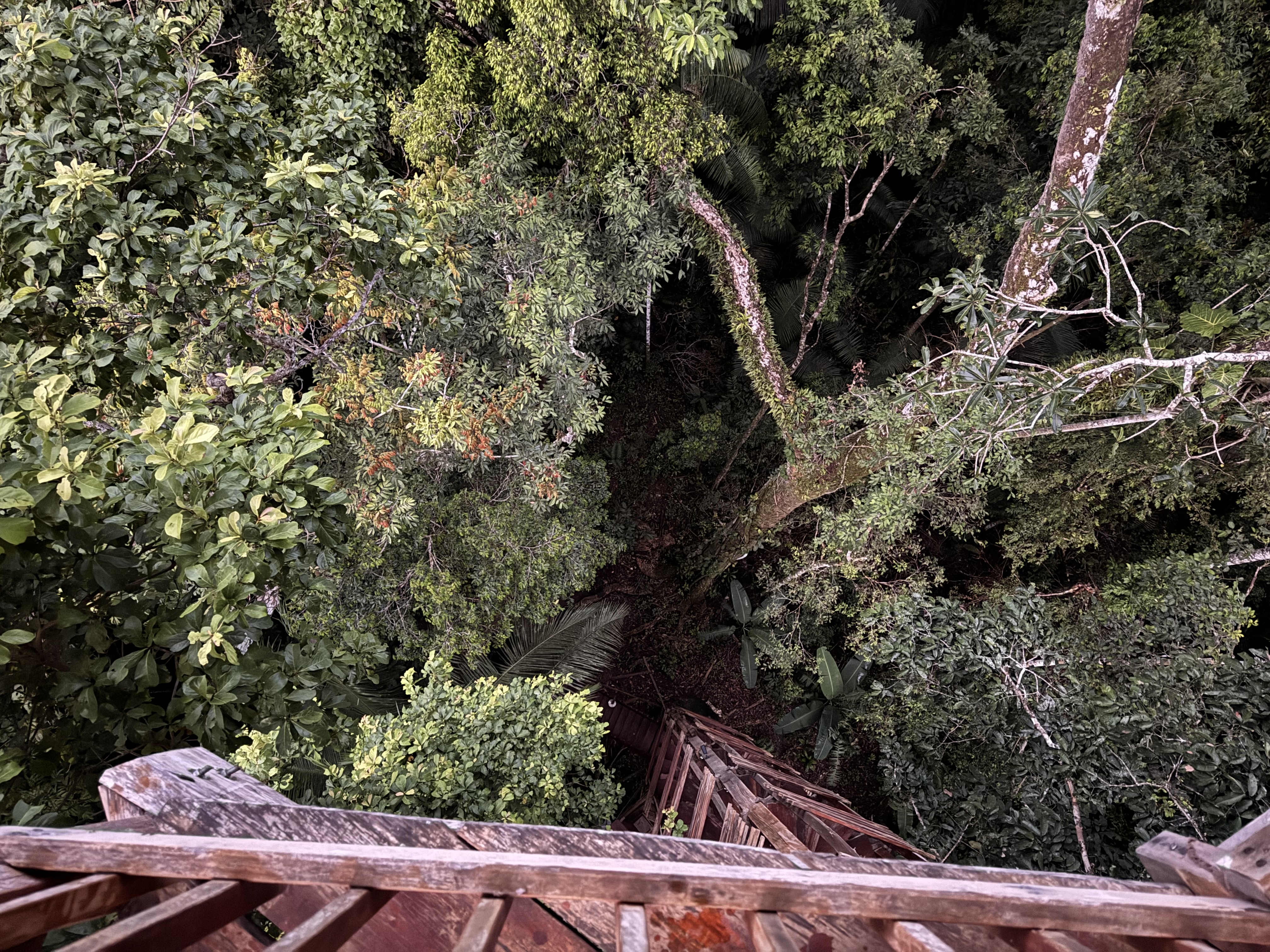 Amazon rainforest canopy