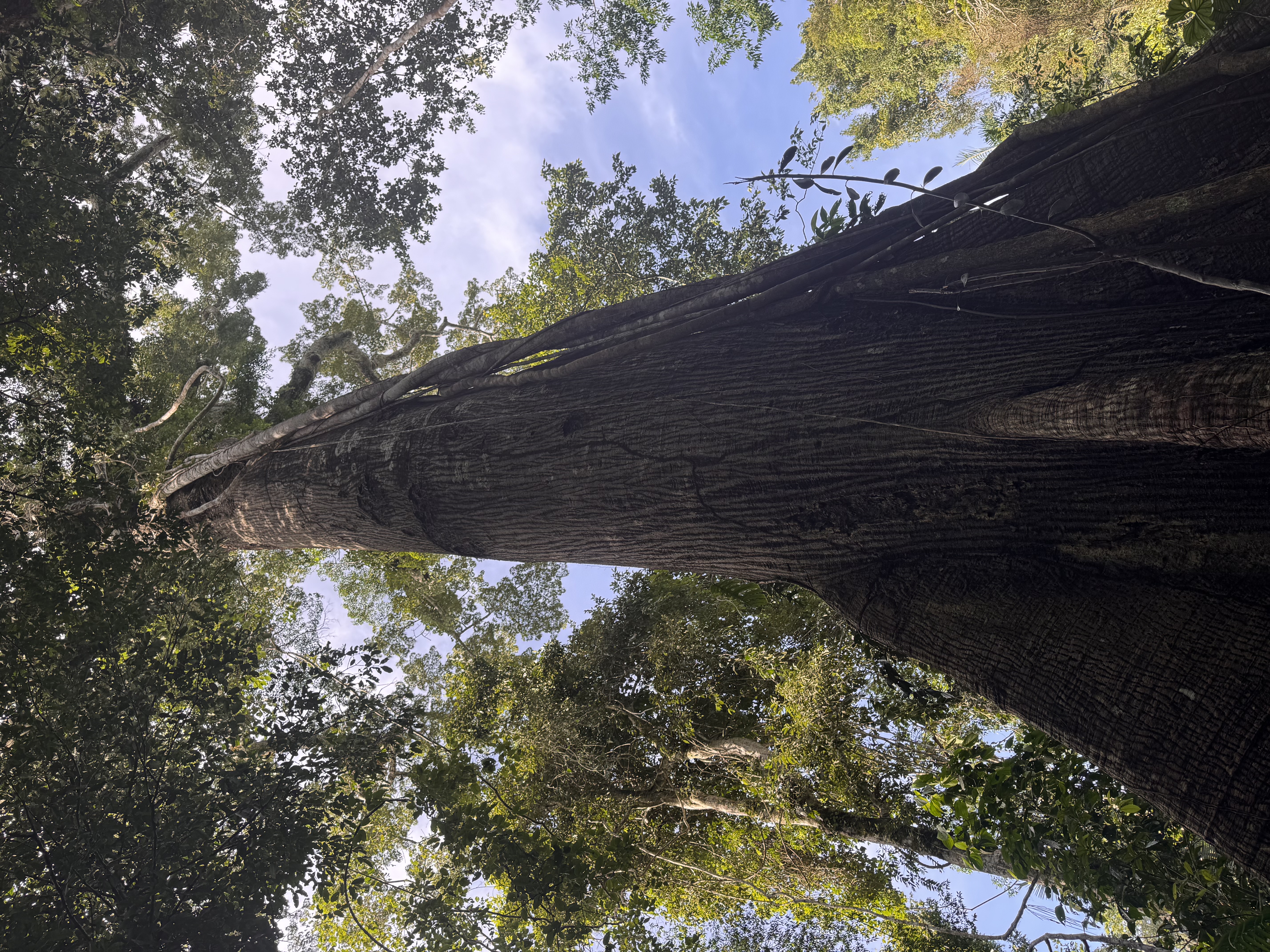 Large rainforest tree
